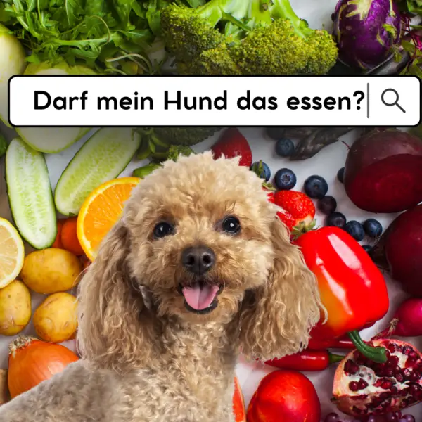 Welche Lebensmittel dürfen Hunde essen