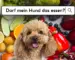 Welche Lebensmittel dürfen Hunde essen