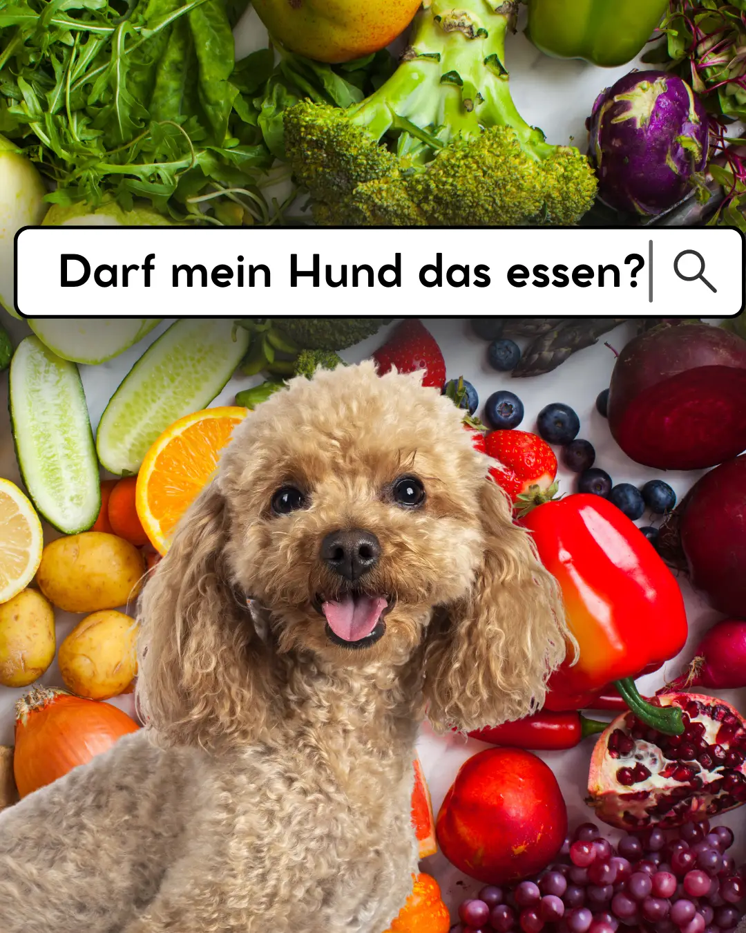 Welche Lebensmittel dürfen Hunde essen